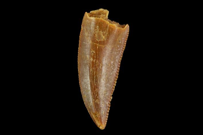 Serrated, Raptor Tooth - Real Dinosaur Tooth #124785